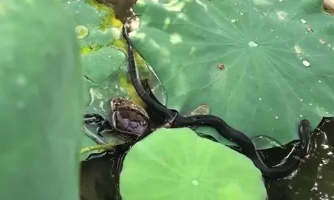 CLIP: Đụng đô cua, rắn hổ đất bị kẻ thù kẹp cho bị thương