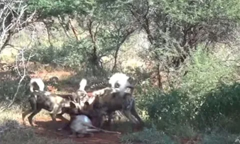 CLIP: Rợn người cảnh chó hoang xé xác linh dương, lôi con non khỏi bụng mẹ