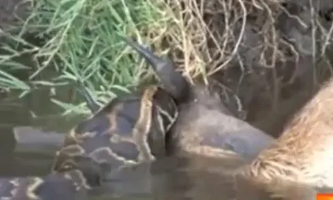 CLIP: Tham lam nuốt linh dương, cá sấu bị sừng của con mồi đâm thủng họng