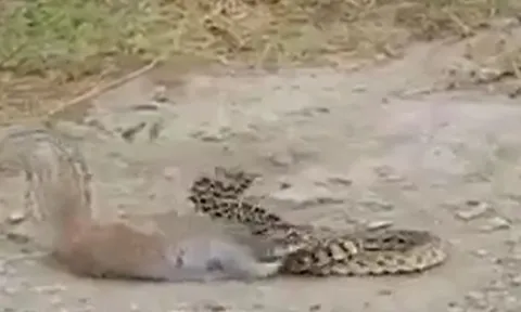 CLIP: Đụng độ sóc đất châu Phi, rắn chuột bị cắn trọng thương
