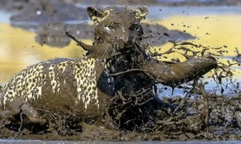 CLIP: Báo hoa mai tóm gọn cá trê 'khủng' giữa vũng bùn