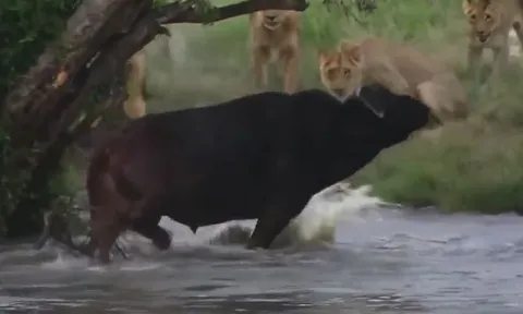 CLIP: Trâu rừng 'đơn thương độc mã' ác chiến với đàn sư tử tìm đường thoát thân và 'vị cứu tinh' bất ngờ