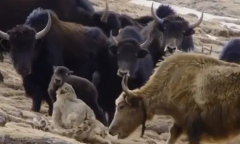 CLIP: Bò Tây Tạng tung cú húc trời giáng, báo tuyết bay ngược để cứu con non