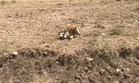 CLIP: Cú vấp định mệnh, linh dương Antelope trở thành mồi ngon cho sư tử cái