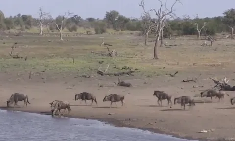 CLIP: Linh dương đầu bò thoát khỏi hàm cá sấu nhờ "anh hùng cứu viện" bất ngờ
