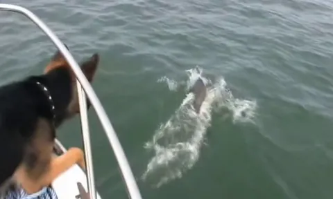 CLIP: Chú chó nhảy xuống biển "săn" cá heo khiến dân mạng cười nghiêng ngả
