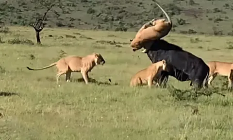 CLIP: Bị thương, trâu rừng đực vẫn nỗ lực chiến đấu với bầy sư tử