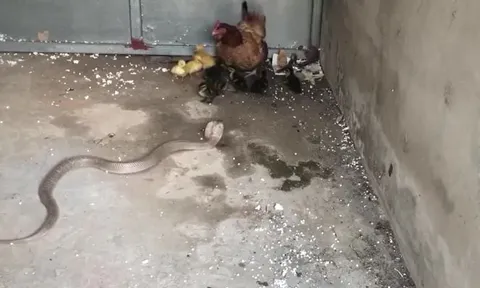 CLIP: Mò vào chuồng bắt gà con, rắn hổ mang bị phụ huynh con mồi đánh cho tả tơi