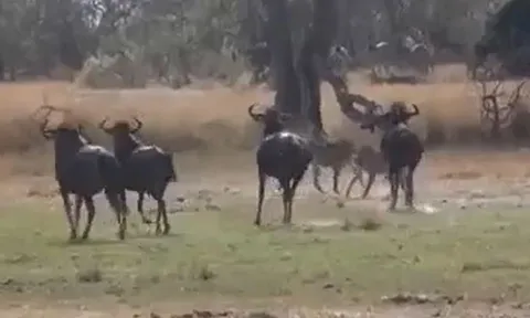 CLIP: Đi vào địa bàn của linh dương đầu bò, đàn báo săn lập tức trở thành 'con mồi' 