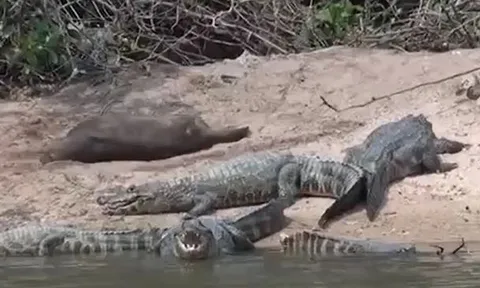 CLIP: Thấy đàn cá sấu nghỉ ngơi, rái cá liền 'nhập hội' nằm uốn éo nhưng cái kết mới khó tin