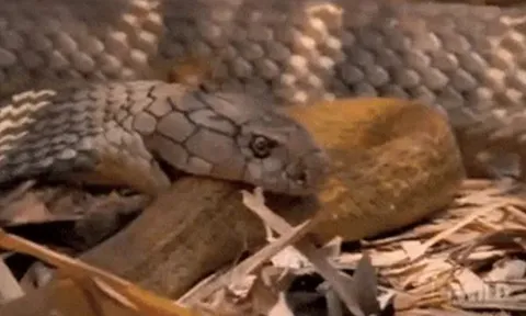 CLIP: Đụng độ rắn hổ mang, rắn chuột bị kẻ thù 'xơi tái' trong tích tắc