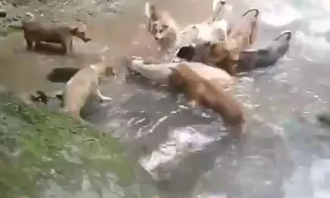 CLIP: Lợn rừng 'đơn thương độc mã' rơi vào vòng vây của đàn chó và cái kết khó đoán