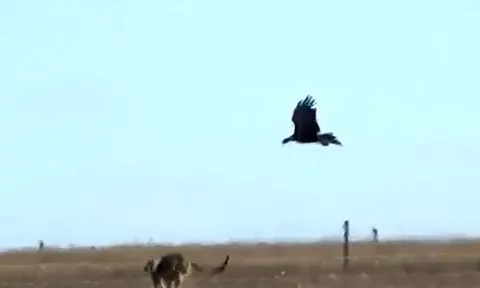 CLIP: Liều mạng săn kangaroo, đại bàng suýt nữa phải bỏ mạng