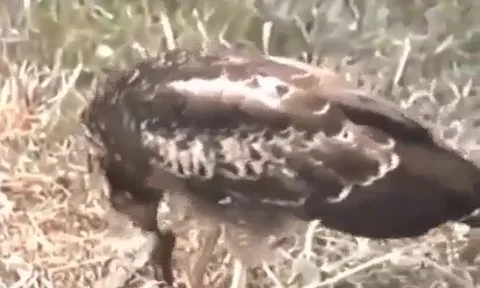 CLIP: Đụng độ đại bàng, rắn hổ mang bị kẻ thù xé rách miệng
