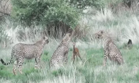 CLIP: Thấy nai con lạc mẹ, 3 con báo săn làm ra hành động gây 'sốc'