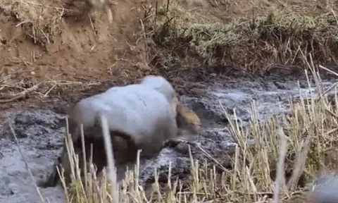 CLIP: Vừa cứu linh dương khỏi đàn chó hoang, hà mã liền quay lại xé xác kẻ mình vừa cứu mạng