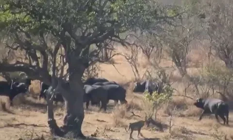 CLIP: Mãn nhãn trước màn hỗn chiến 'nảy lửa' của trâu rừng và sư tử