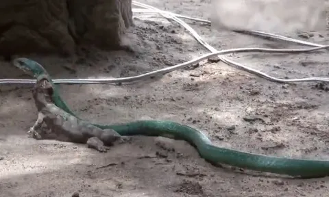 CLIP: Chủ động tấn công rắn lục, tắc kè nhận cái kết thê thảm