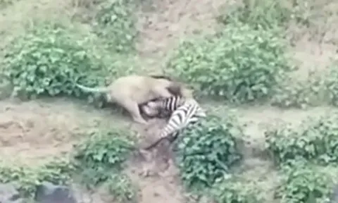 CLIP: Vừa thoát khỏi hàm cá sấu, ngựa vằn lại đụng độ sư tử và cái kết kịch tính