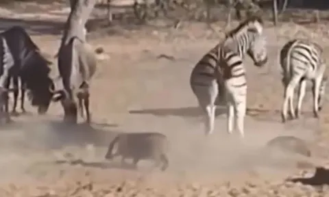 CLIP: Làm ngựa vằn giật mình, lợn rừng bị đá cho ngất xỉu