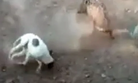 CLIP: Bị chó Pitbull truy sát, lợn rừng nổi điên tấn công ngược lại kẻ thù và cái kết