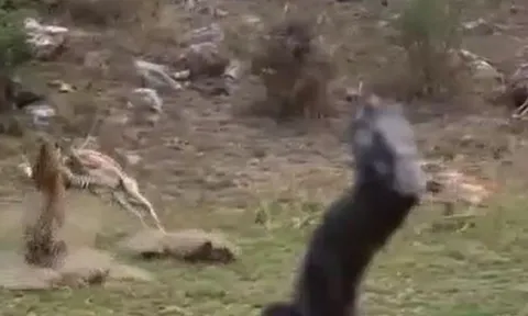 CLIP: Báo hoa mai ẩn nấp tài tình, tóm gọn linh dương trong tích tắc