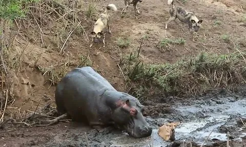 CLIP: Hà mã từ 'anh hùng hóa kẻ sát nhân máu lạnh' trong chớp mắt