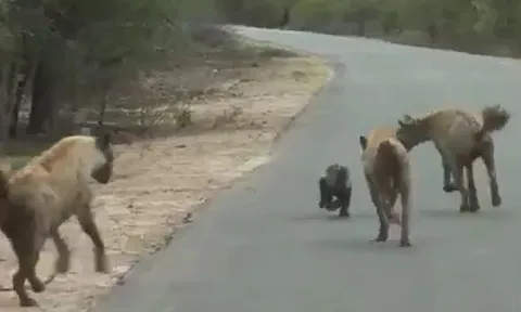 CLIP: Bị đàn linh cẩu vây quanh, lửng mật vẫn dư sức làm kẻ thù bẽ mặt