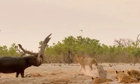 CLIP: Đang nằm nghỉ ngơi, đàn sư tử vội vã bỏ chạy khi loài vật này xuất hiện