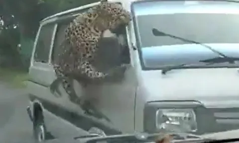 CLIP: Kinh hãi trước cảnh báo hoa mai nổi điên, nhảy như bay tấn công người