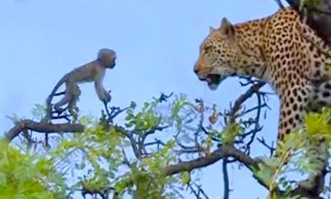 CLIP: Màn truy sát nghẹt thở của báo hoa mai với khỉ trên cây