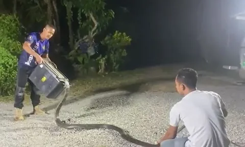 CLIP: Người đàn ông tay không bắt rắn hổ mang chúa dài gần 5m