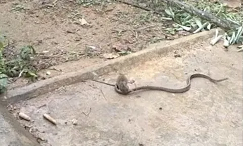 CLIP: Bị chuột đuổi cùng giết tận, rắn nhận cái kết khó tin