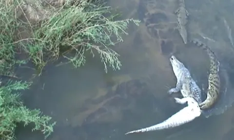 CLIP: Cá sấu khổng lồ bị chính đồng loại xé xác thành bữa tiệc máu lạnh