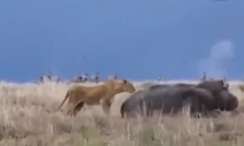 CLIP: Những pha tấn công mãnh liệt của “quái thú đầm lầy” – Hà mã