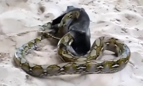 CLIP: Dơi thoát chết ngoạn mục khỏi tay trăn săn mồi