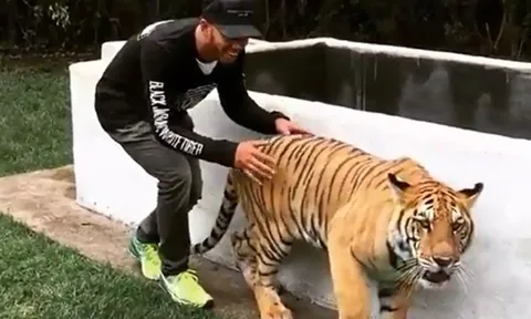 CLIP: Phản ứng siêu dễ thương của chú hổ khi bị "dọa"