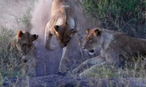 CLIP: Lợn bướu đột phá vòng vây, thoát chết ngoạn mục trước nanh vuốt của bầy sư tử