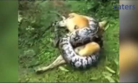 CLIP: Dũng cảm đánh trăn khổng lồ, người đàn ông giải cứu chó cưng khỏi "tử thần" siết chặt