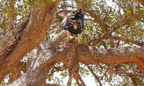 CLIP: Đại bàng tung cánh đoạt mạng báo con giữa rừng già