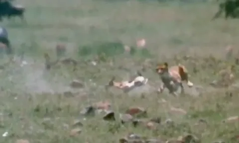 CLIP: Khỉ đầu chó dũng cảm giải cứu linh dương Gazen con khỏi nanh vuốt báo săn