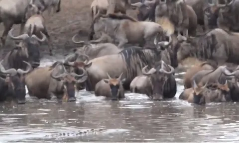 CLIP: Linh dương đầu bò bất cẩn, trở thành mồi ngon cho cá sấu