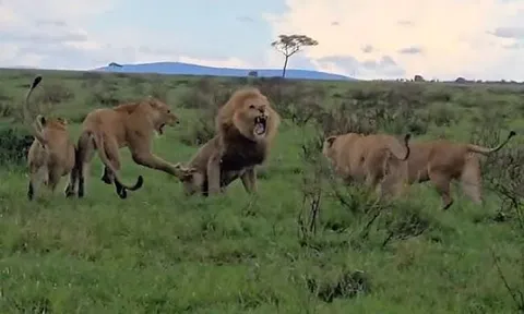 CLIP: Sư tử đực bị đàn sư tử cái 'tẩn nhừ tử'