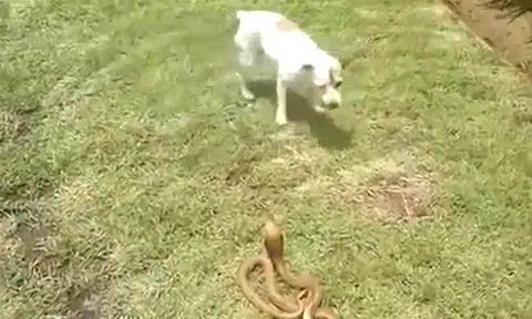 CLIP: Đụng độ rắn hổ mang, chó nhà 'tung chiêu độc', dễ dàng hạ gục đối thủ