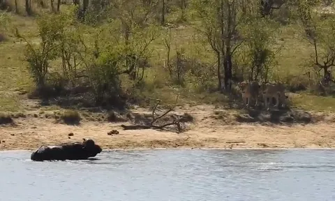 CLIP: Trên sư tử, dưới cá sấu bao vây, trâu rừng vẫn thoát chết ngoạn mục