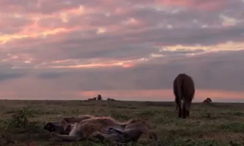 CLIP: Một mình đi vào địa bàn của đàn sư tử, linh cẩu bị 'tẩn' cho 'nhừ xương'