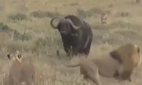 CLIP: Đi săn trâu rừng, đàn sư tử nhận cái kết bẽ mặt