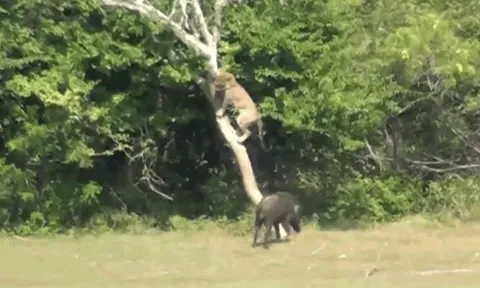 CLIP: Báo hoa mai sợ hãi, leo lên cây trốn khi bị lợn bướu truy sát