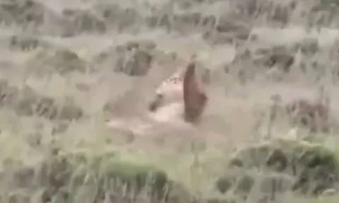 CLIP: Mãn nhãn trước màn tử chiến 'nảy lửa' của báo săn và báo hoa mai