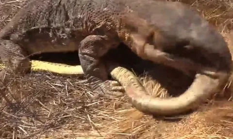 CLIP: Vừa săn được 2 con chuột lang, rắn hổ mang chúa đã lập tức biến thành miếng mồi ngon của thằn lằn